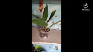 Cattleya dowiana x sib от Miki Orchid (Тайвань)