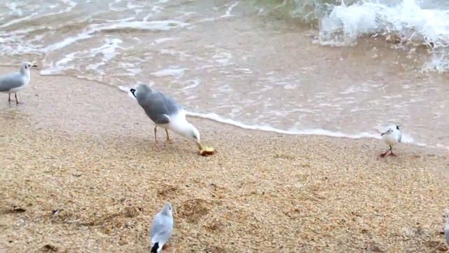 Самая большая чайка. Отняли кусок. смотреть онлайн