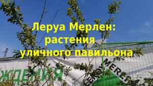 ЛЕРУА МЕРЛЕН/Саженцы и рассада