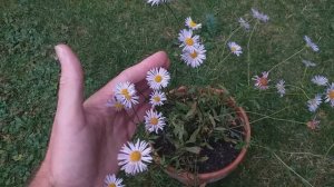 Erigeron karvinskianus 'Lavender Lady'