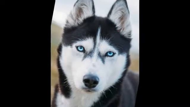 10 САМЫХ ОПАСНЫХ СОБАК В МИРЕ!! 2017 смотреть онлайн