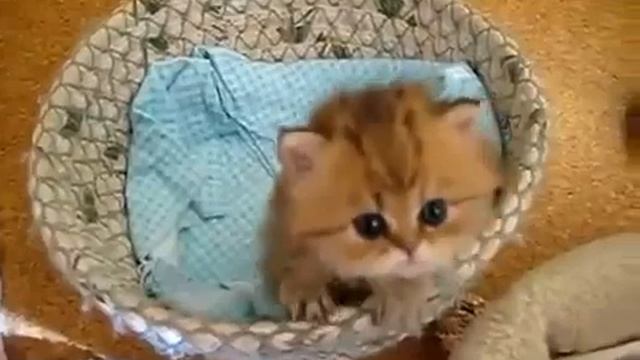 Милый котик