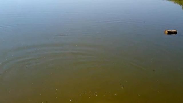 самая уловистая снасть для ловли рыбы. Маховая удочка со встроенной штекерной резиной