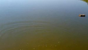 самая уловистая снасть для ловли рыбы. Маховая удочка со встроенной штекерной резиной