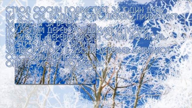 Растения зимой. Презентация для детей. Окружающий мир.