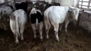 Бычки 80 голов. Порода Чёрная Пестрая, средний вес 180 кг. Экспорт из России.