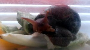 факты. Улитка ахатина