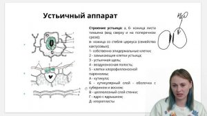 Покровные ткани растений | Биология ЕГЭ