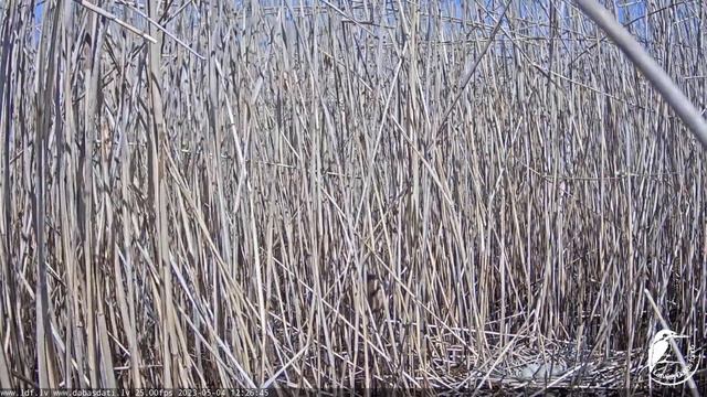 Lielais dumpis (Botaurus stellaris) Engurē 04.05.2023 12:26 смотреть онлайн