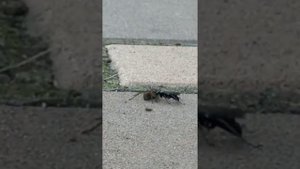 ПАУК В ДЕЛЕ 4! ПАУК против муравьев, жуков, бабочек, гусениц и даже ОСЫ НАЕЗДНИКА!