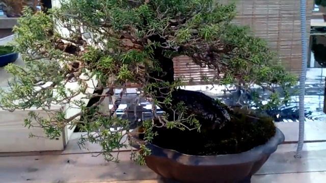 Выставка японских бонсай в Аптекарском огороде смотреть онлайн