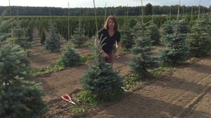 Формирование ели. Часть 1.