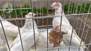 Птичий рынок г. Ташкент - ГОЛУБИ (27.03.2021) / Uzbek Pigeons