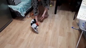 Дрессировка и натаска собаки. Русский охотничий спаниель 1,5 месяца обучаем подаче