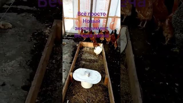 Вновь эксперементиоую?#многодетнаясемья #жизньназемле #всёпросто #курочки