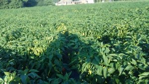 Перец горький Хомера F1 от фирмы Энза Заден.