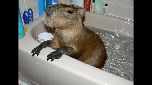 САМЫЕ МИЛЫЕ ЖИВОТНЫЕ МИРА!!!😍 смотреть онлайн