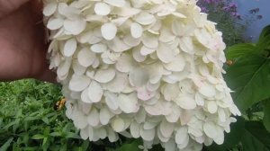 ГОРТЕНЗИЯ МЕТЕЛЬЧАТАЯ ЛАЙМЛАЙТ (HYDRANGEA PANICULATA LIMELIGHT)