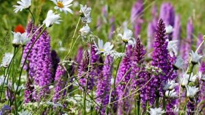 СЛИШКОМ ПОЗДНЯЯ ЛЮБОВЬ Песня берет за душу, Русанов Леонид .