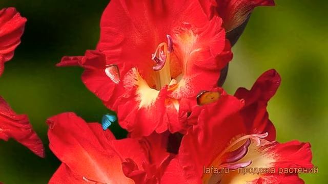 Гладиолус крупноцветковый Одиссея (odysee) ? обзор: как сажать, луковицы гладиолуса Одиссея смотреть онлайн