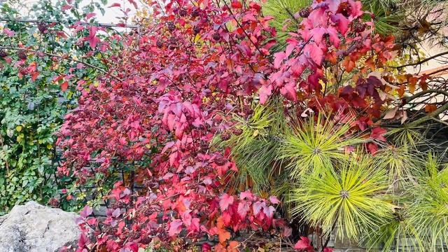 пузырепплодник-неприхотливый, декоративнолистный,декоративноцветущий,легковыращиваемый кустарник