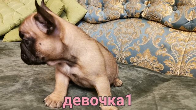 Щенки французского бульдога на продажу. 2 великолепные девочки с документами РКФ! смотреть онлайн