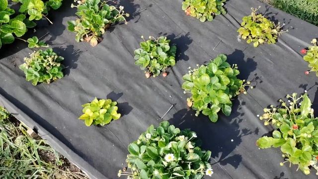 Шафраны зацвели в огороде. Урожай и тут и там! смотреть онлайн