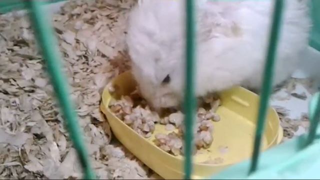 Утро моей хомячихи / Каша из овсянку, гречки и молока. смотреть онлайн