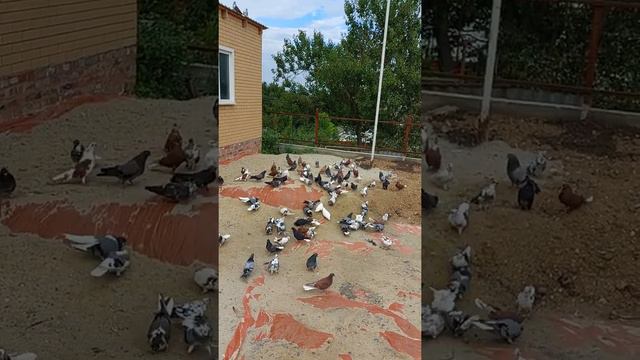 Голуби серпасто выворотные в Ростовской области смотреть онлайн