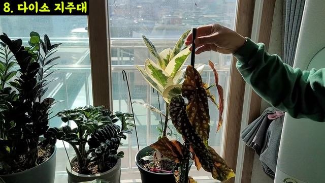 다이소 가드닝 원예용품 중 제가 사용하는 13가지 꿀템