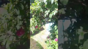 Нагреватель для бассейна. Печь Веснина.