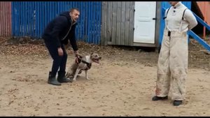 Кинолог-дрессировщик собак обучение.