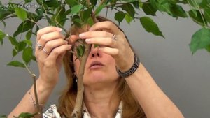 Бонсай из фикуса Бенджамина в стиле Раздвоенный ствол (ч.3).