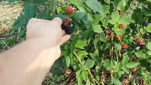 Ежевика Дирксен. Очень жаль, что придется расстаться!