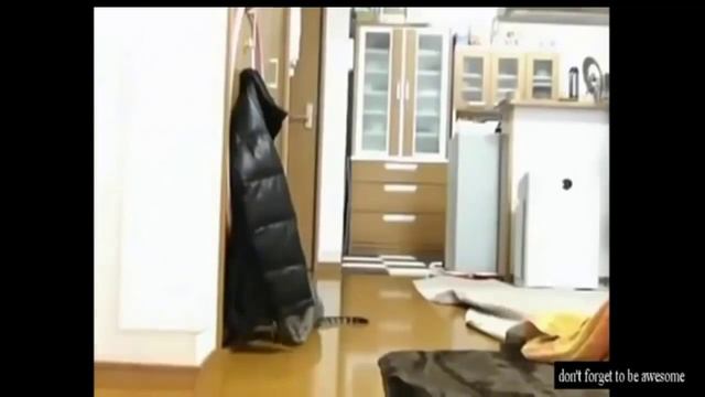 УГАР СМЕШНЫЕ КОТЫ ПОДБОРКА