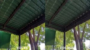 Canon Eos R8 Vs Canon Eos R50 Camera Test &Comparison