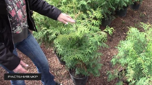 Туя западная Брабант (Brabant) / Туя посадка и уход