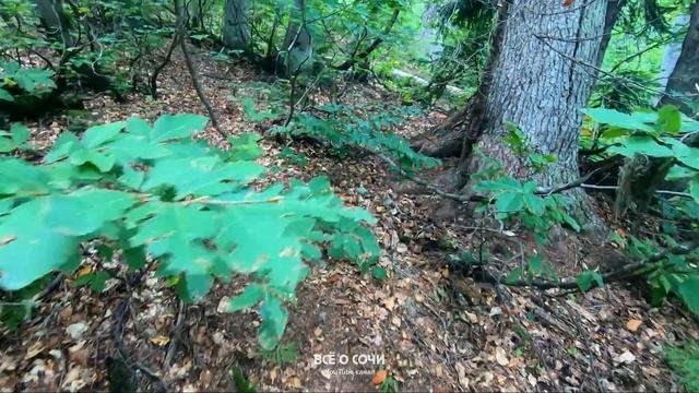 АБХАЗИЯ озеро МЗЫ ? ФАНТАСТИЧЕСКОЕ МЕСТО!!! поляна Ауадхара смотреть онлайн
