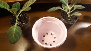 КАК ПРИДАТЬ ГЛОКСИНИЯМ УСТОЙЧИВОСТЬ🌺