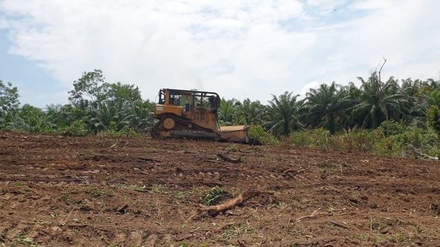 The Fastest Way CAT D6R XL Dozer Clears Forest to Open Plantation Land смотреть онлайн