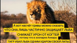 Почему тигр сильнее льва?