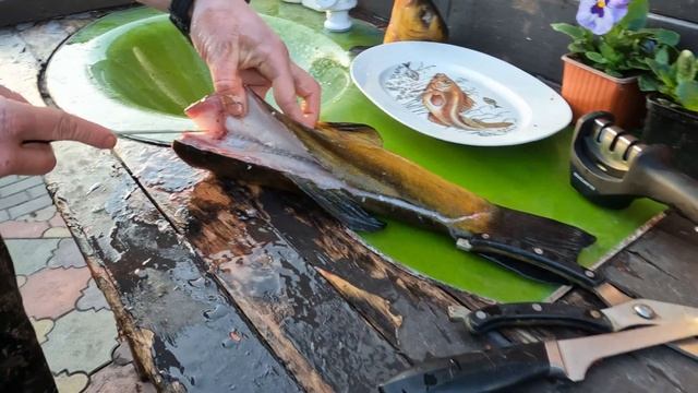 Как почистить и разделать линя на филе правильно.Лучший способ смотреть онлайн