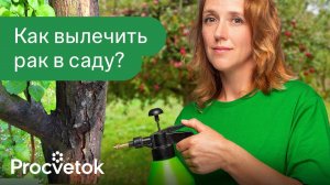 ЗАЩИТИТЕ САД ОТ РАКА! Полная схема лечения рака плодовых от фитотерапевта