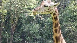 It feeds the giraffe (Как питается жираф).