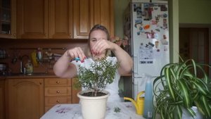 Правильно формируем крону Мирта.