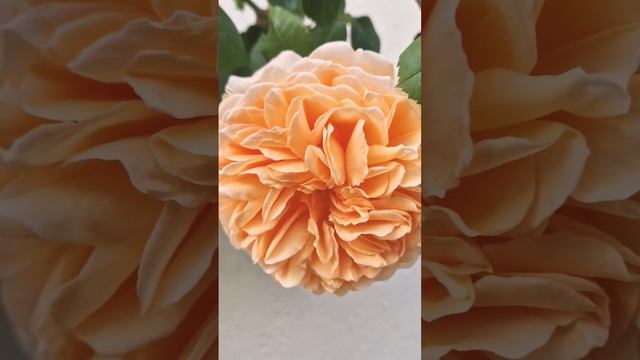 Crown Princess Margareta Rose/ English Rose / #flowers #shortvideo #shortsvideo #gardens #gardening