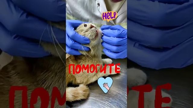 собрано 0 рублей.#нужнапомощь #помощьживотным #приют #милосердие #cat