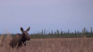 животный мир якутии