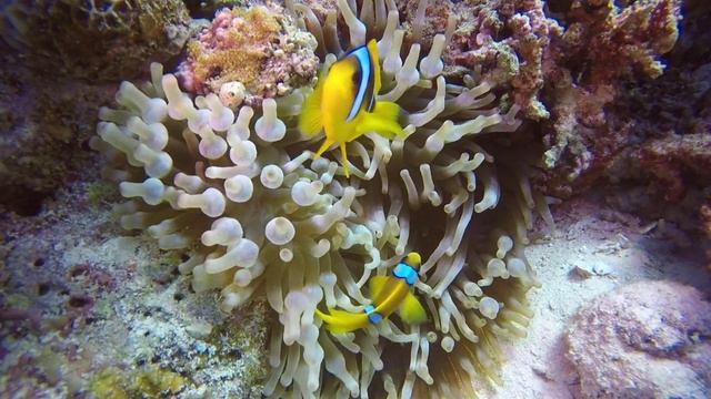 Подводный мир.mp4