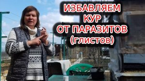 Паразиты (глисты) у кур весенняя профилактика или лечение?